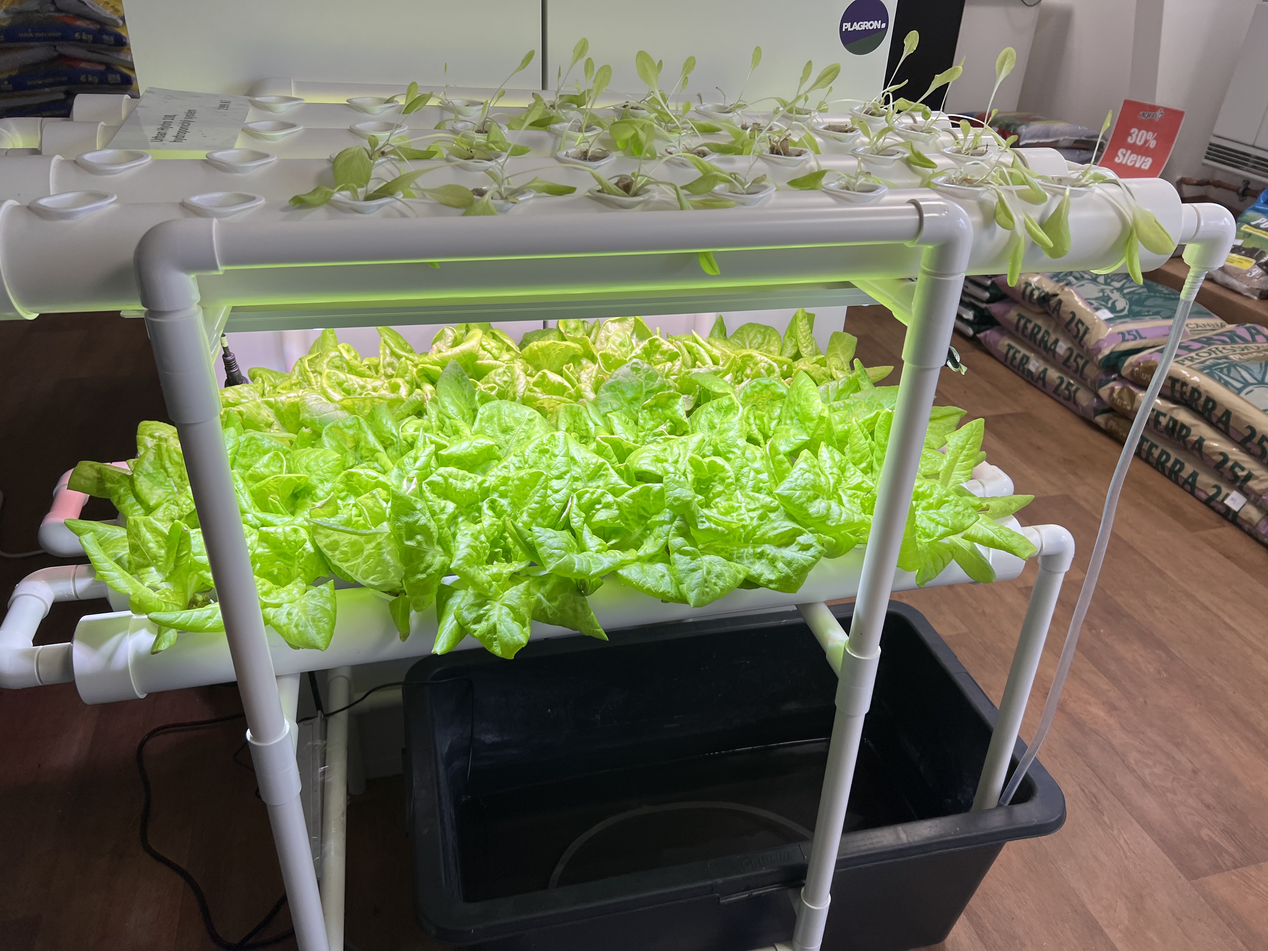 pestovani hydroponicky salatu indoor